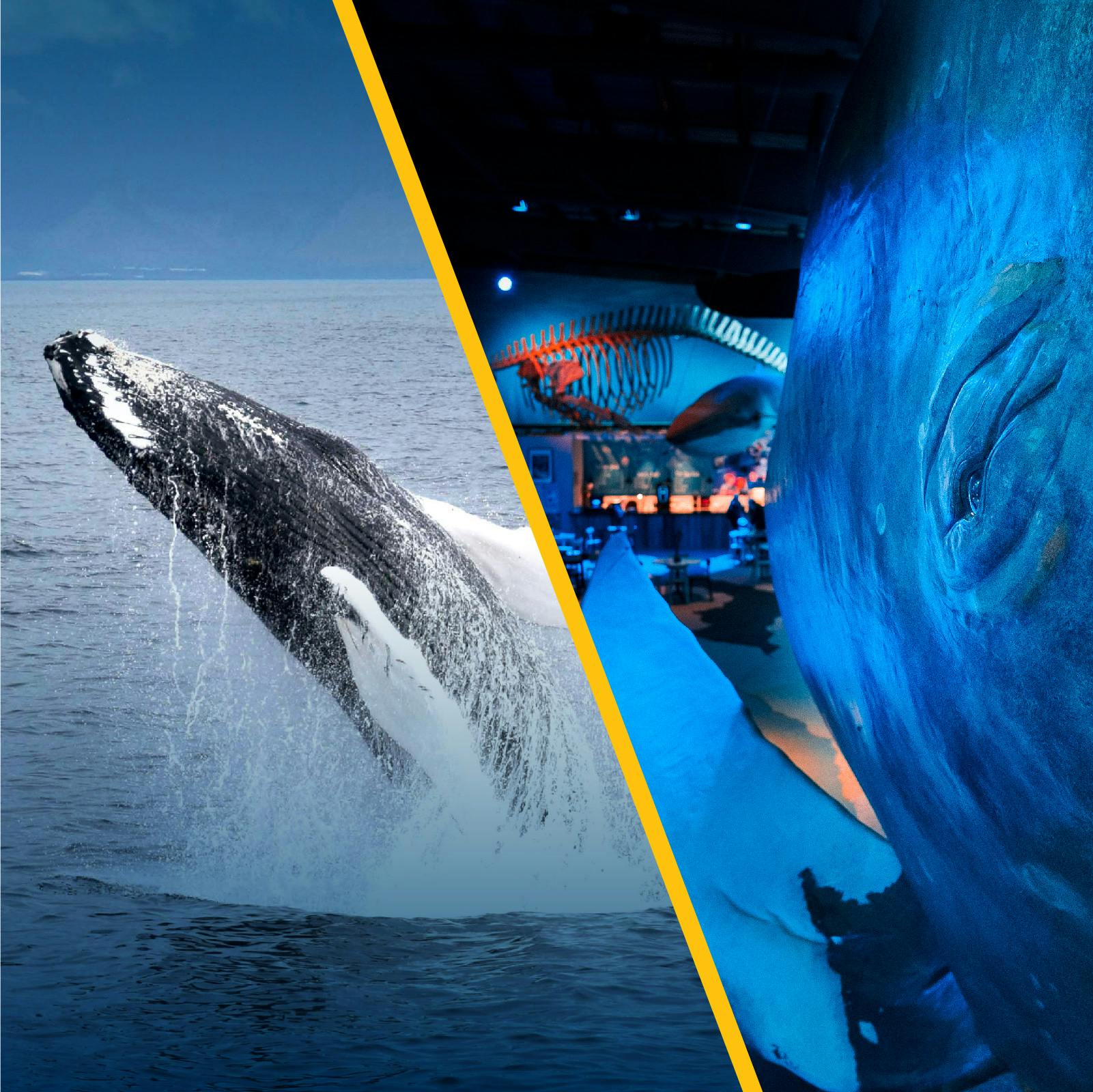 Whale watching and Whales of Iceland museum pass